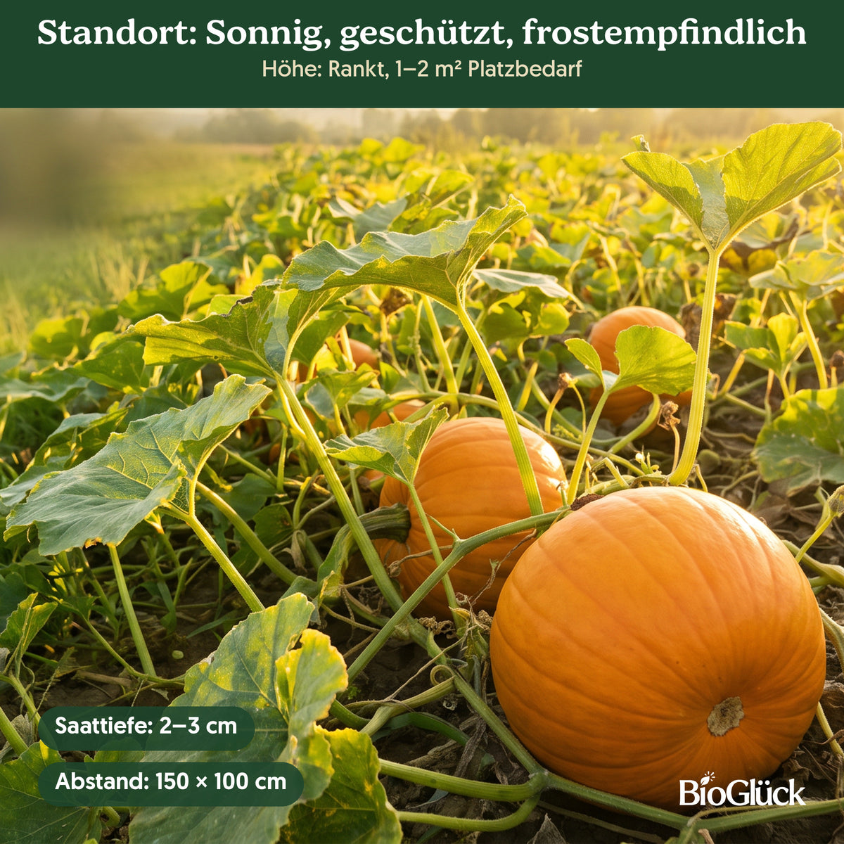 Bio-Laternenkürbis 'Sankt Martin' im Garten: Standort sonnig, geschützt, frostempfindlich