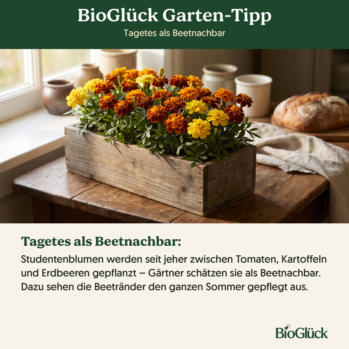 BioGlück Garten-Tipp: Tagetes als Beetnachbar