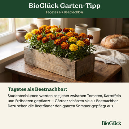 BioGlück Garten-Tipp: Tagetes als Beetnachbar
