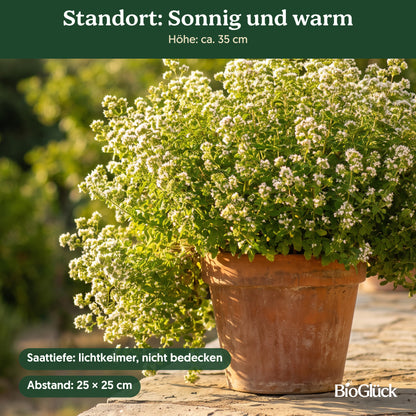Bio-Oregano 'Griechischer' im Garten: Standort sonnig und warm