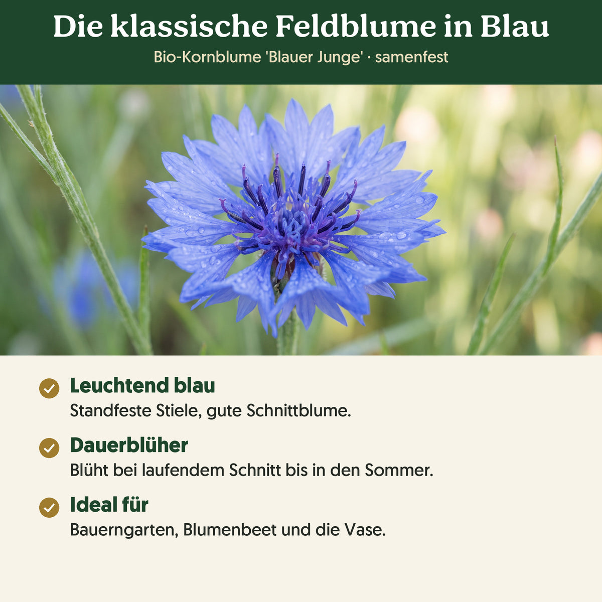 Die klassische Feldblume in Blau: Merkmale von Bio-Kornblume 'Blauer Junge'
