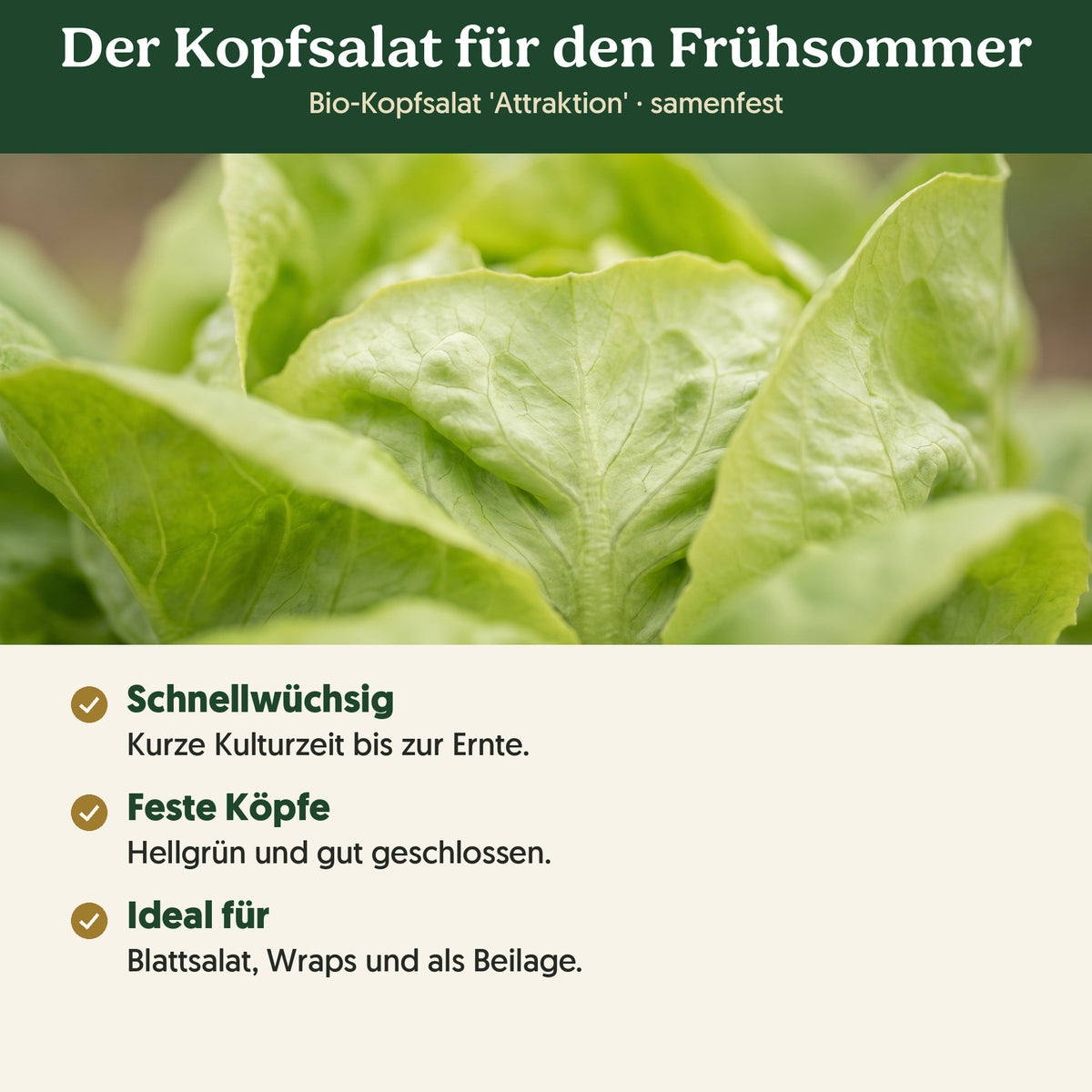 Der Kopfsalat für den Frühsommer: Merkmale von Bio-Kopfsalat 'Attraktion'