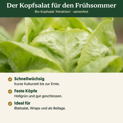 Der Kopfsalat für den Frühsommer: Merkmale von Bio-Kopfsalat 'Attraktion'