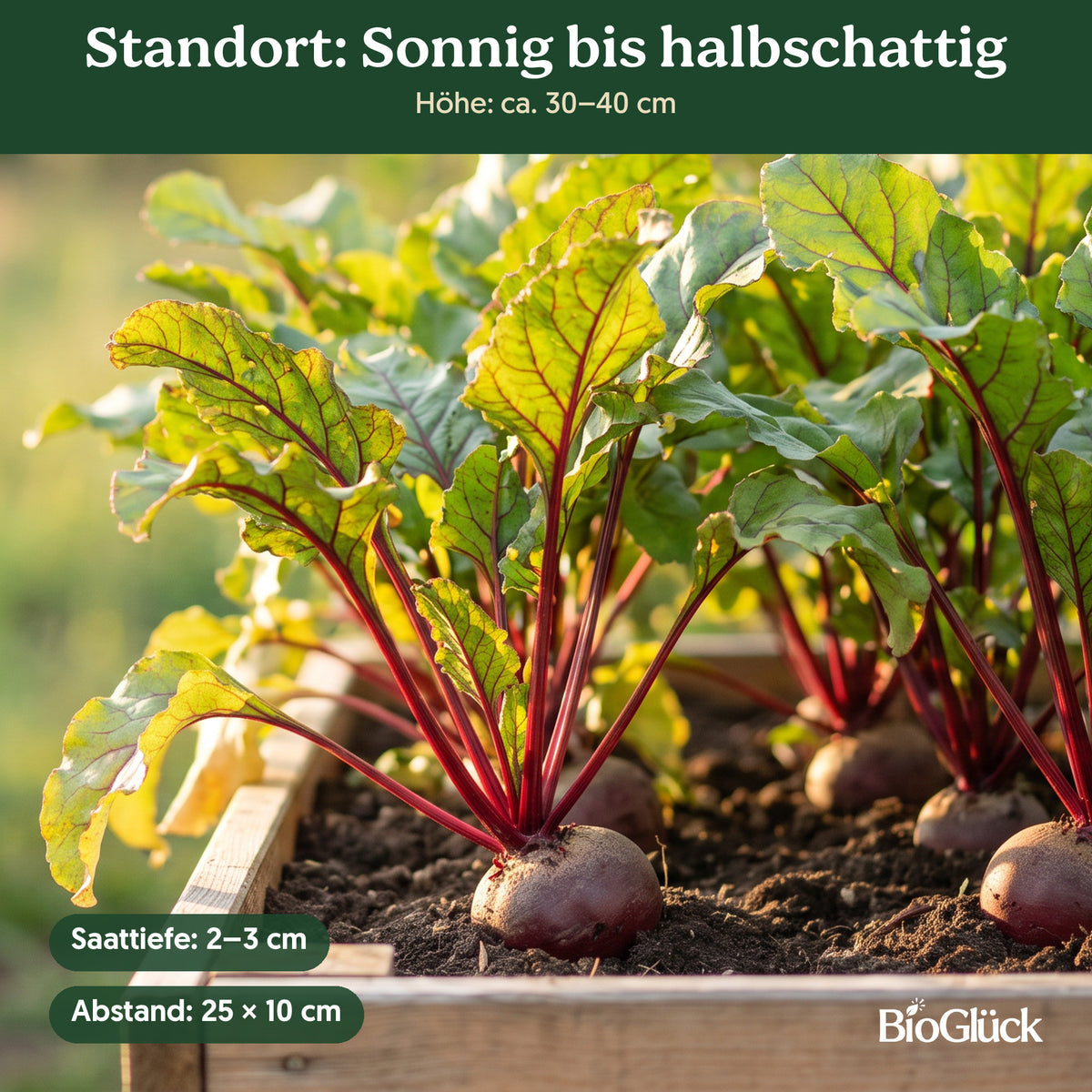 Bio-Rote Rübe 'Rote Kugel' im Garten: Standort sonnig bis halbschattig
