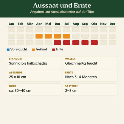 Aussaatkalender Bio-Rote Rübe 'Rote Kugel': Voranzucht, Freiland und Ernte sowie Anbauangaben