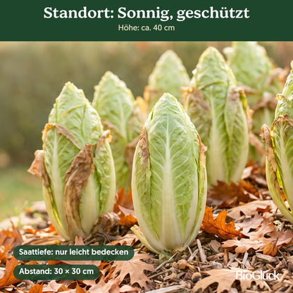 Bio-Zichoriensalat 'Zuckerhut' im Garten: Standort sonnig, geschützt