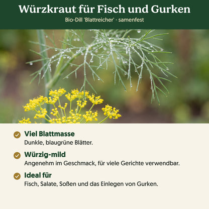 Würzkraut für Fisch und Gurken: Merkmale von Bio-Dill 'Blattreicher'