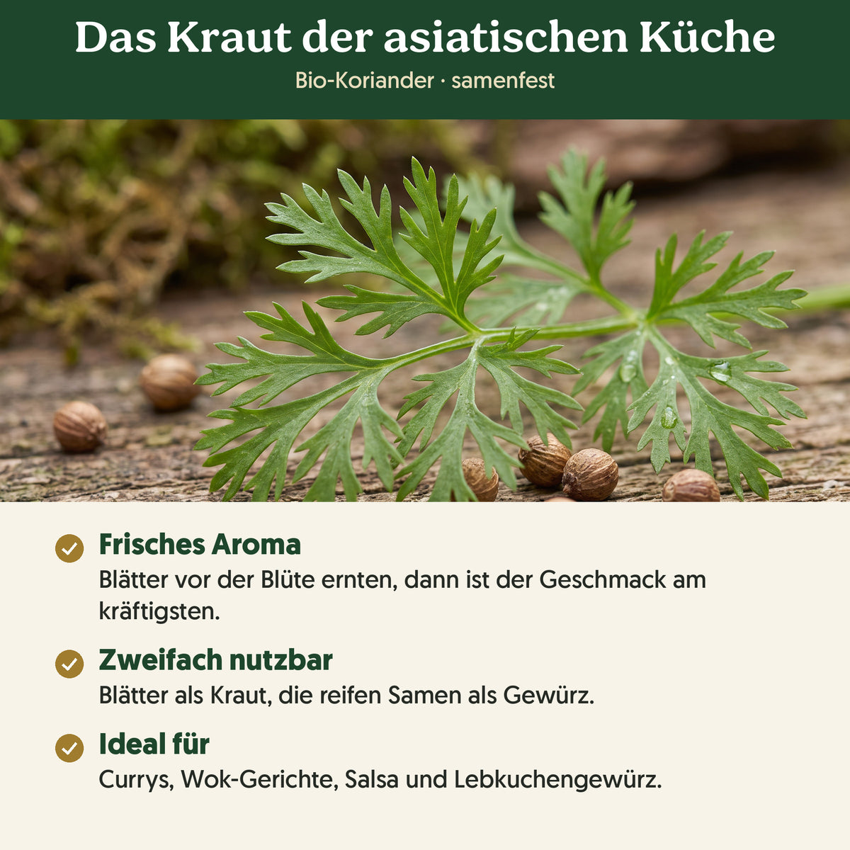 Das Kraut der asiatischen Küche: Merkmale von Bio-Koriander