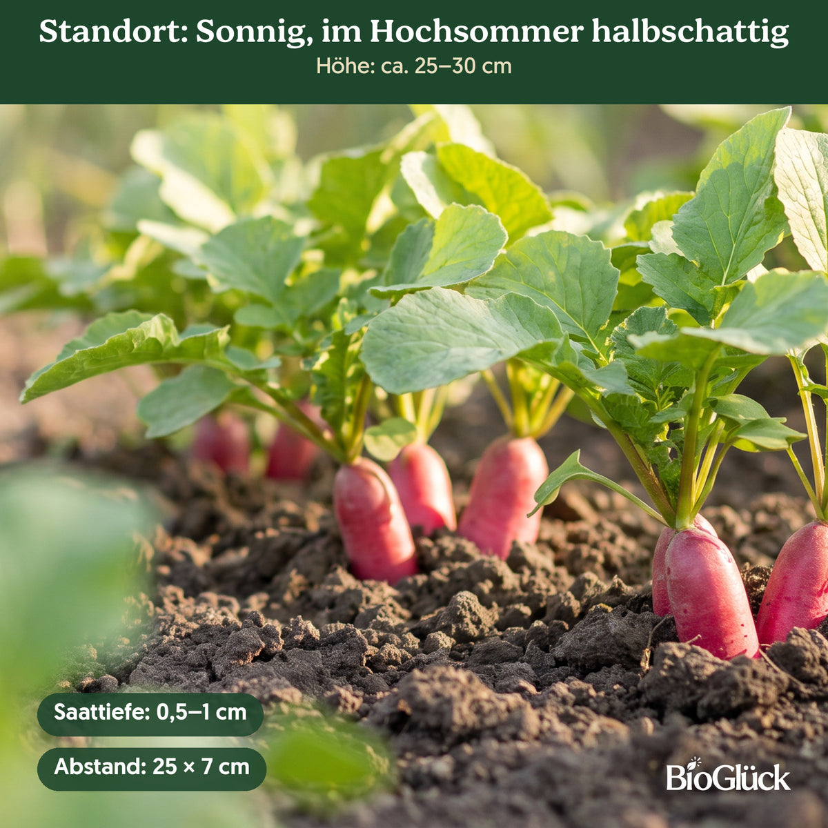 Bio-Rettich 'Ostergruß rosa' im Garten: Standort sonnig, im Hochsommer halbschattig