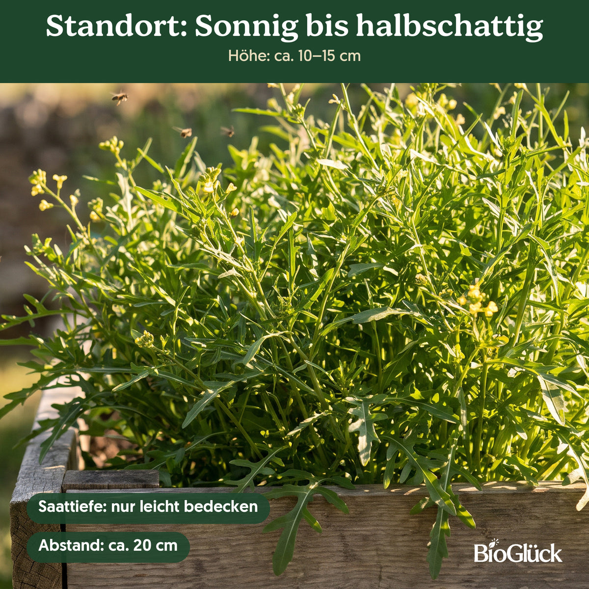 Bio-Wilde Rauke im Garten: Standort sonnig bis halbschattig