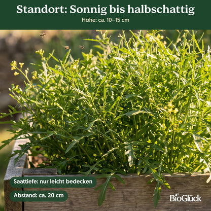 Bio-Wilde Rauke im Garten: Standort sonnig bis halbschattig