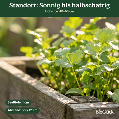Bio-Koriander im Garten: Standort sonnig bis halbschattig