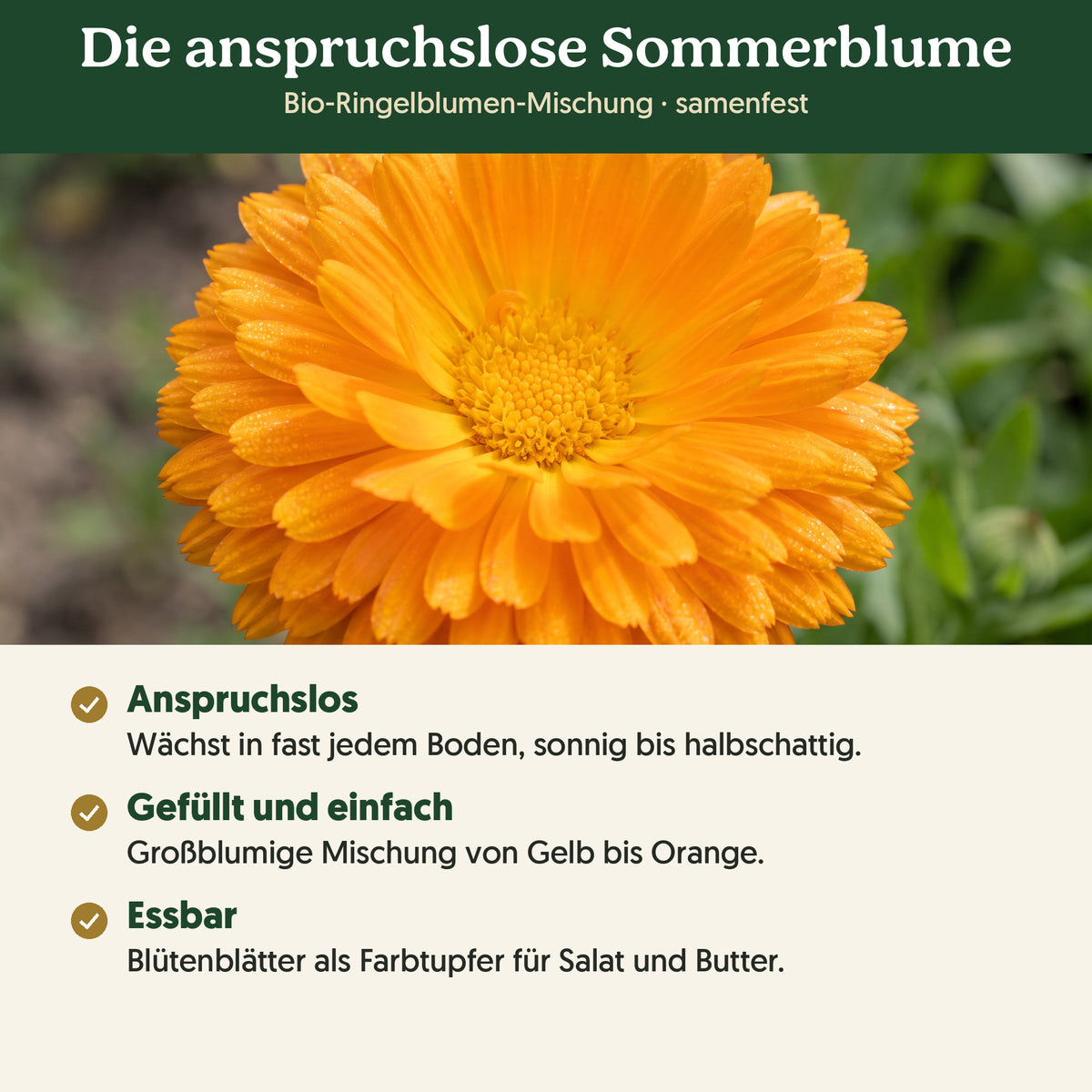 Die anspruchslose Sommerblume: Merkmale von Bio-Ringelblumen-Mischung