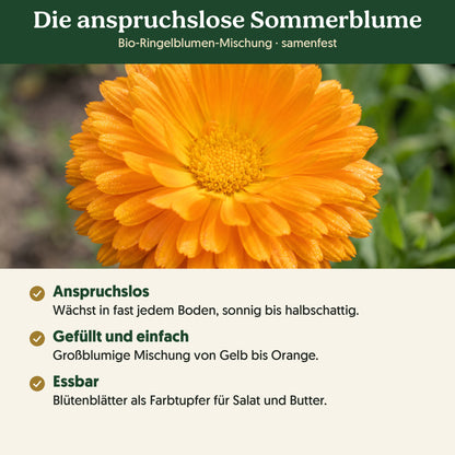 Die anspruchslose Sommerblume: Merkmale von Bio-Ringelblumen-Mischung