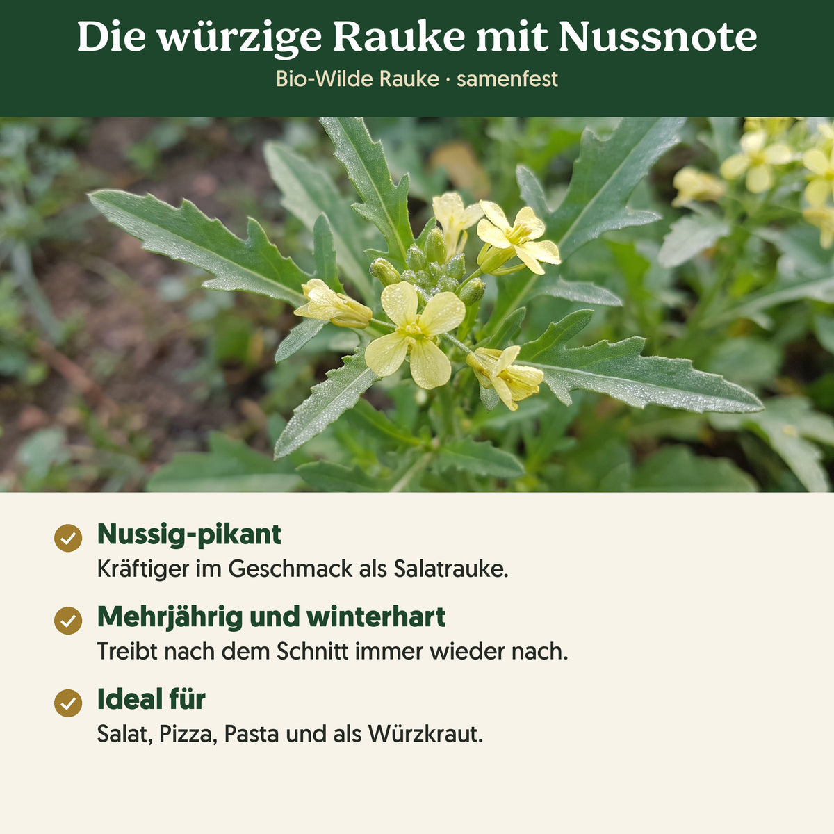 Die würzige Rauke mit Nussnote: Merkmale von Bio-Wilde Rauke