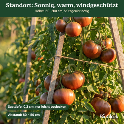 Bio-Tomate 'Schwarze Krim' im Garten: Standort sonnig, warm, windgeschützt