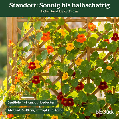 Bio-Kapuzinerkresse 'Rankende Mischung' im Garten: Standort sonnig bis halbschattig