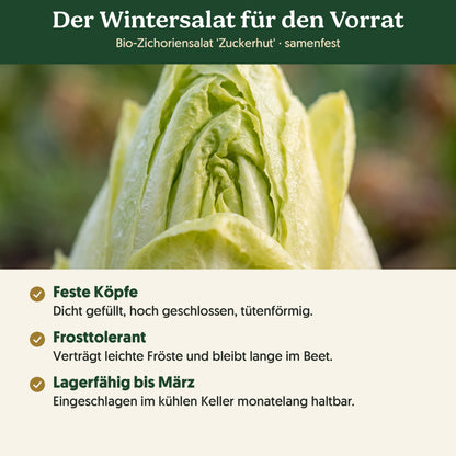 Der Wintersalat für den Vorrat: Merkmale von Bio-Zichoriensalat 'Zuckerhut'