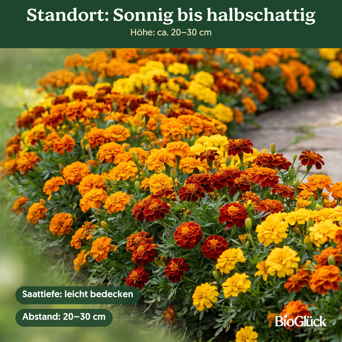 Bio-Studentenblume 'Niedrige Mischung' im Garten: Standort sonnig bis halbschattig